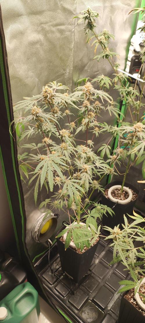 White Widow x Freakshow. Week 14