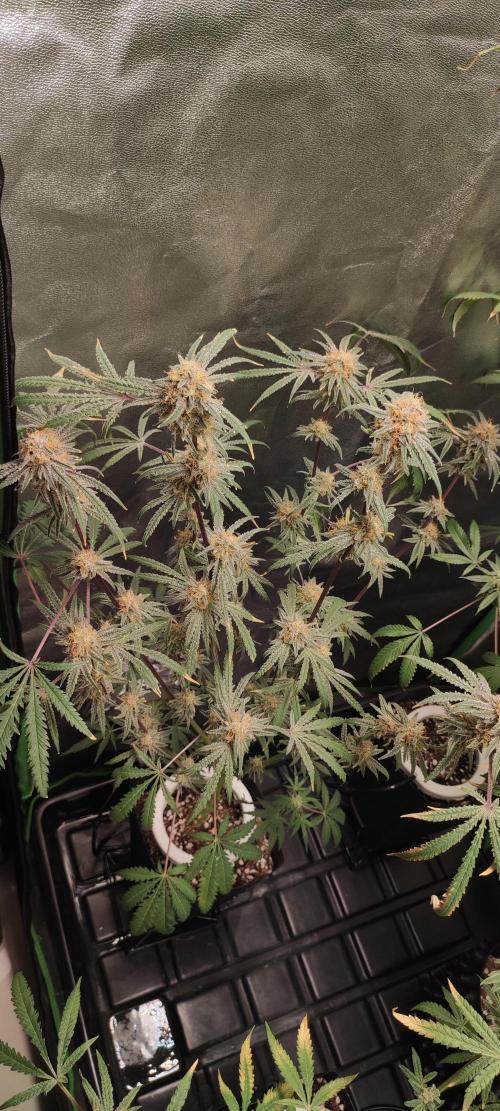 White Widow x Freakshow. Week 14