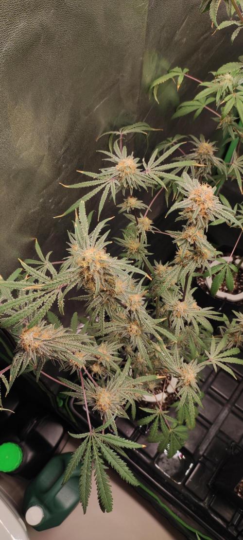 White Widow x Freakshow. Week 14
