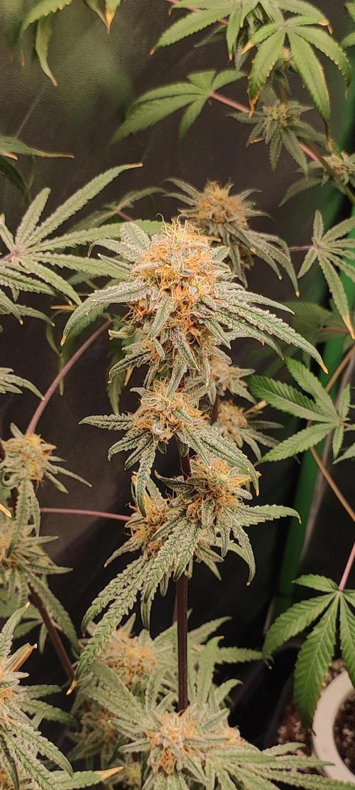 White Widow x Freakshow. Week 14