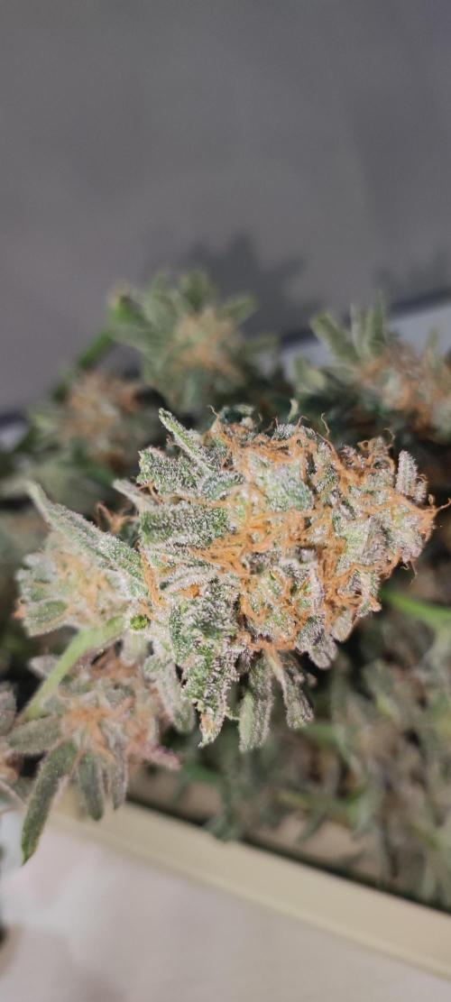 Julieta. Week 15