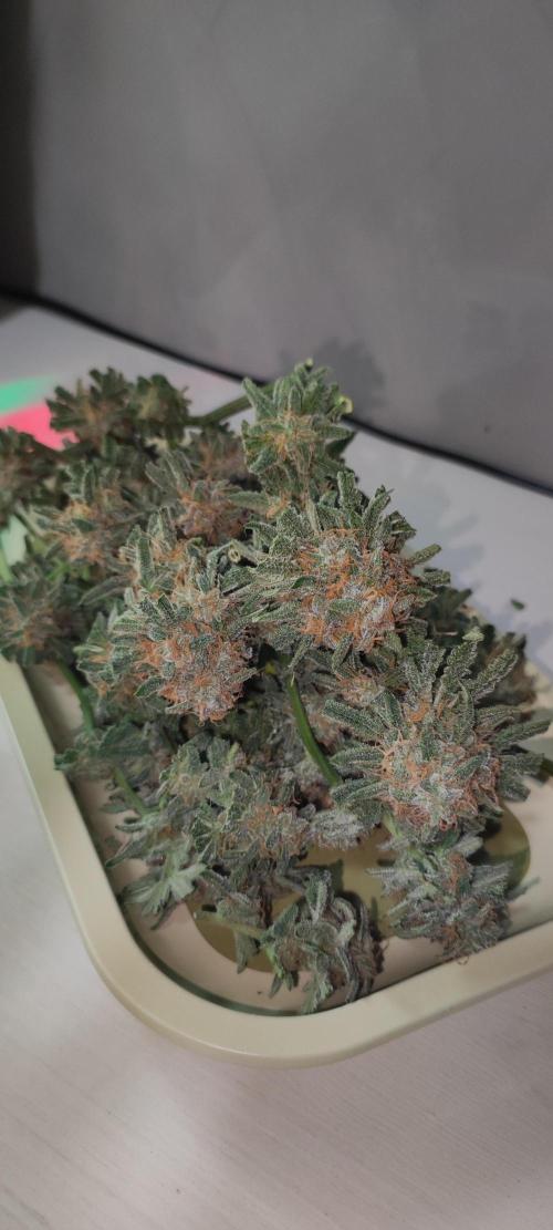 Julieta. Week 15