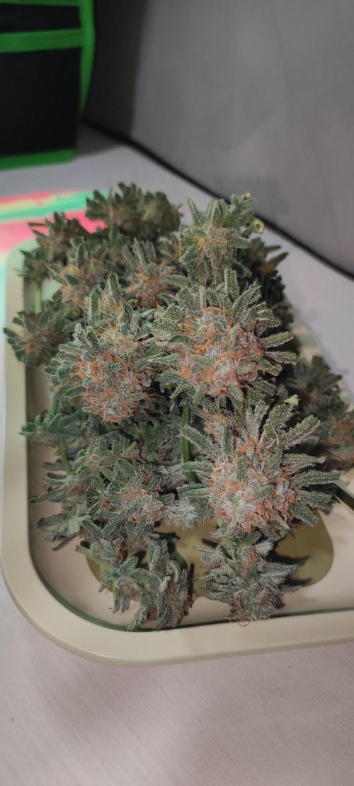 Julieta. Week 15