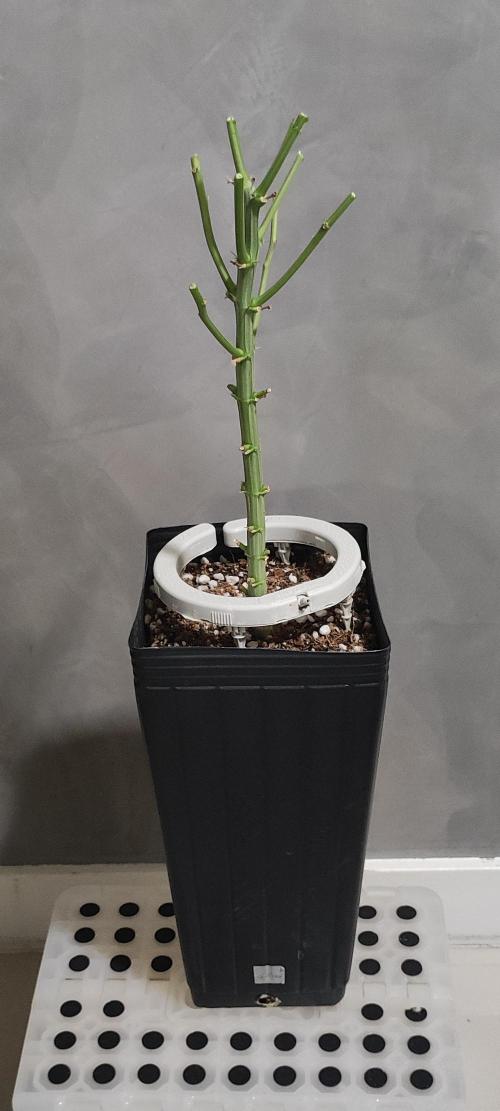 Julieta. Week 15