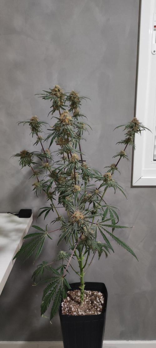 White Widow x Freakshow. Week 15