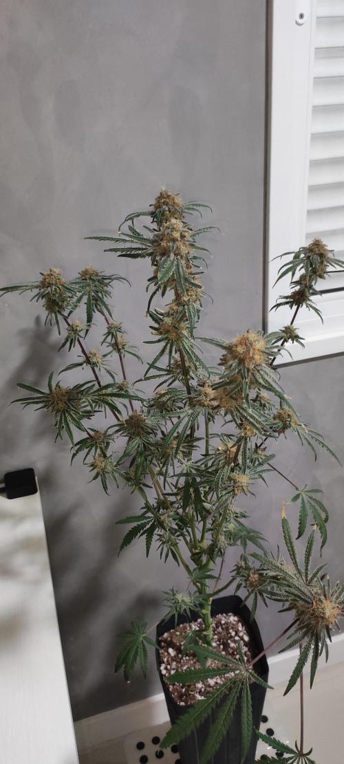 White Widow x Freakshow. Week 15
