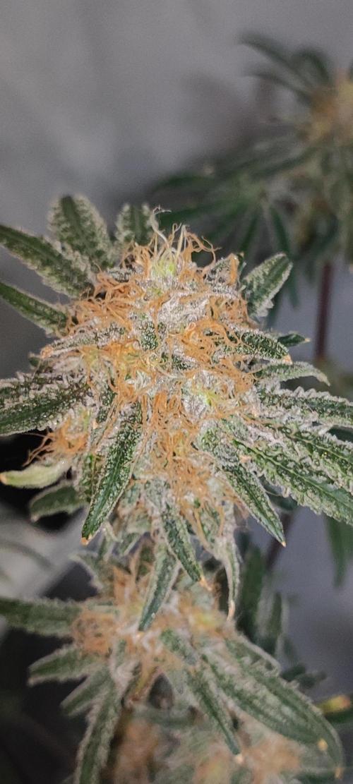 White Widow x Freakshow. Week 15