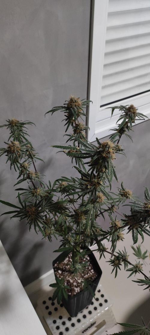 White Widow x Freakshow. Week 15