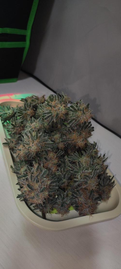 White Widow x Freakshow. Week 15