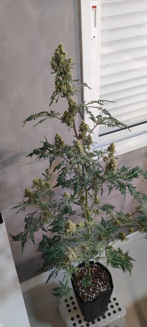Freakshow. Week 14