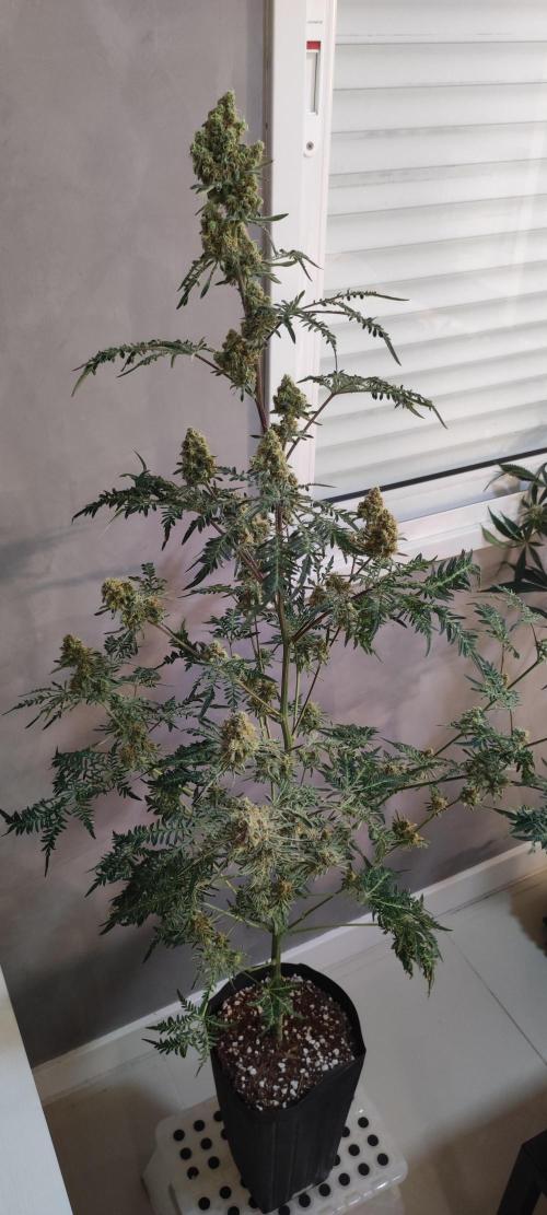 Freakshow. Week 14