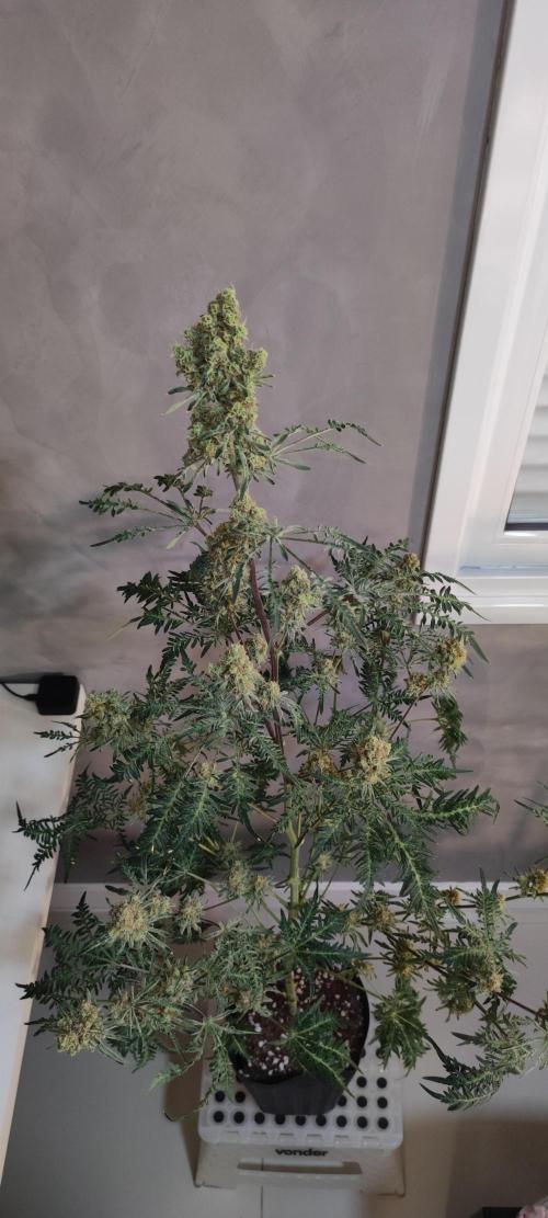 Freakshow. Week 14
