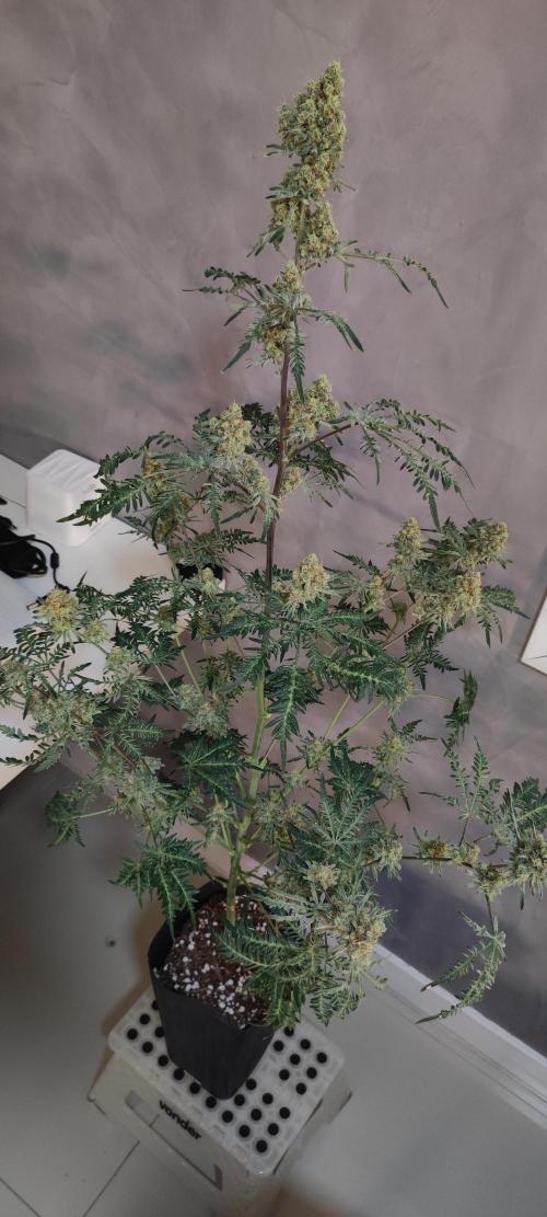 Freakshow. Week 14