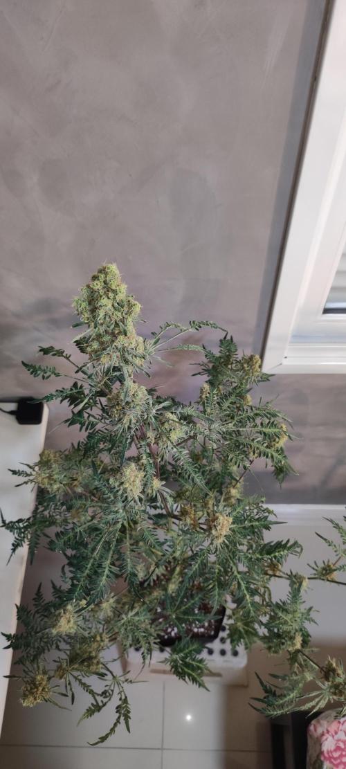 Freakshow. Week 14