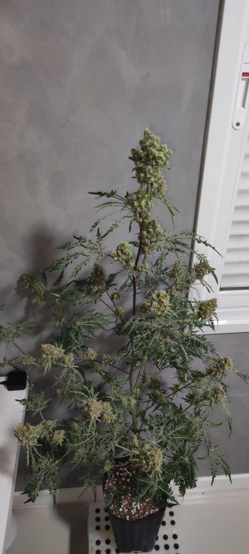 Freakshow. Week 15