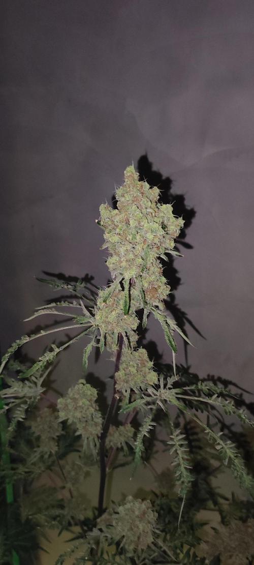 Freakshow. Week 15