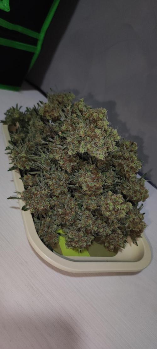 Freakshow. Week 15