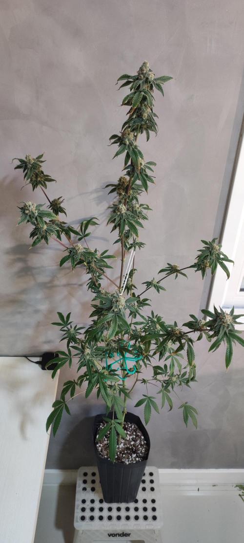Strawberry Cough. Week 12