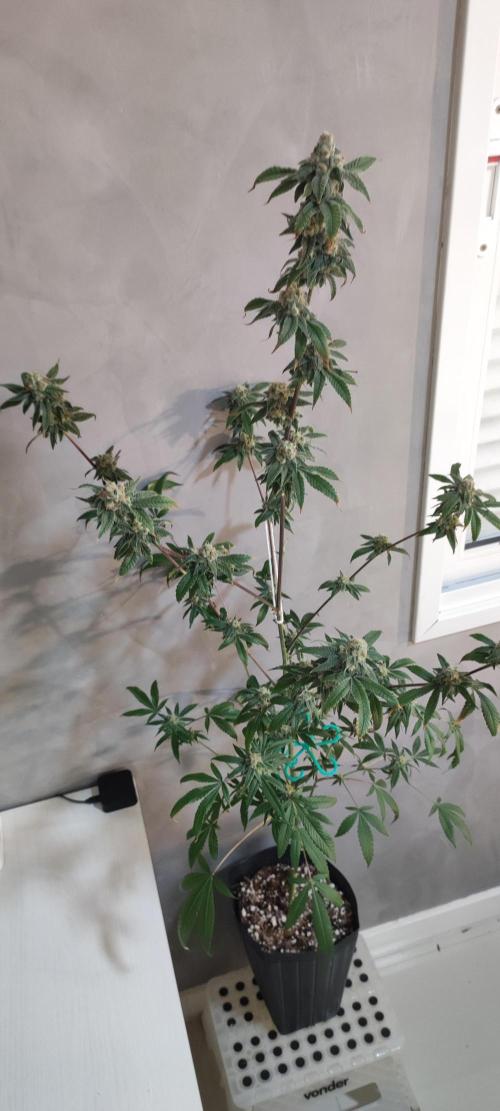 Strawberry Cough. Week 12