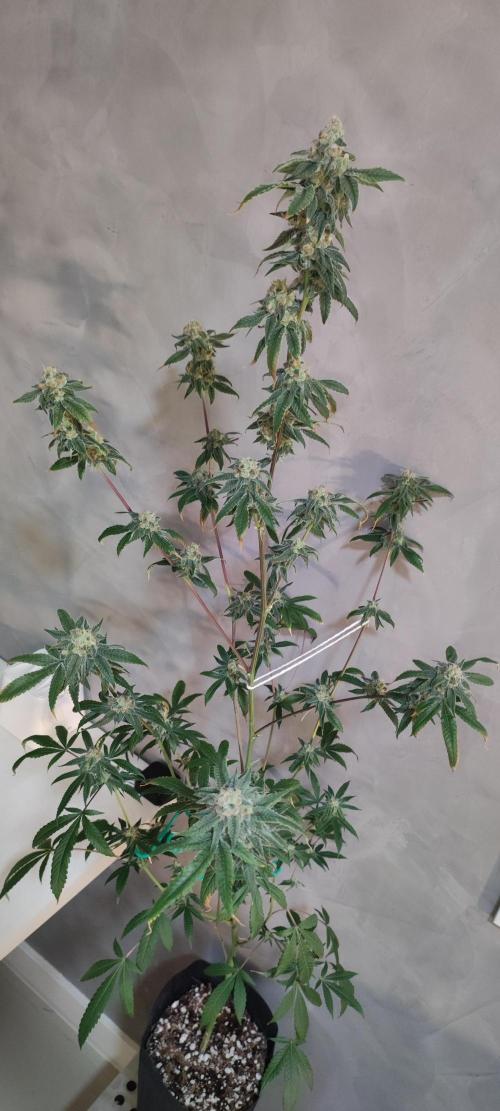 Strawberry Cough. Week 12