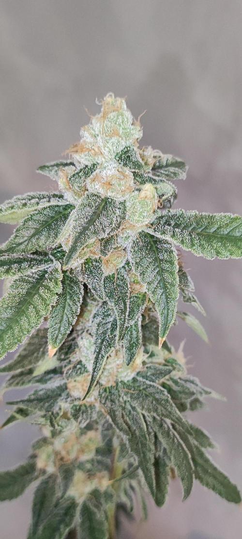 Strawberry Cough. Week 12
