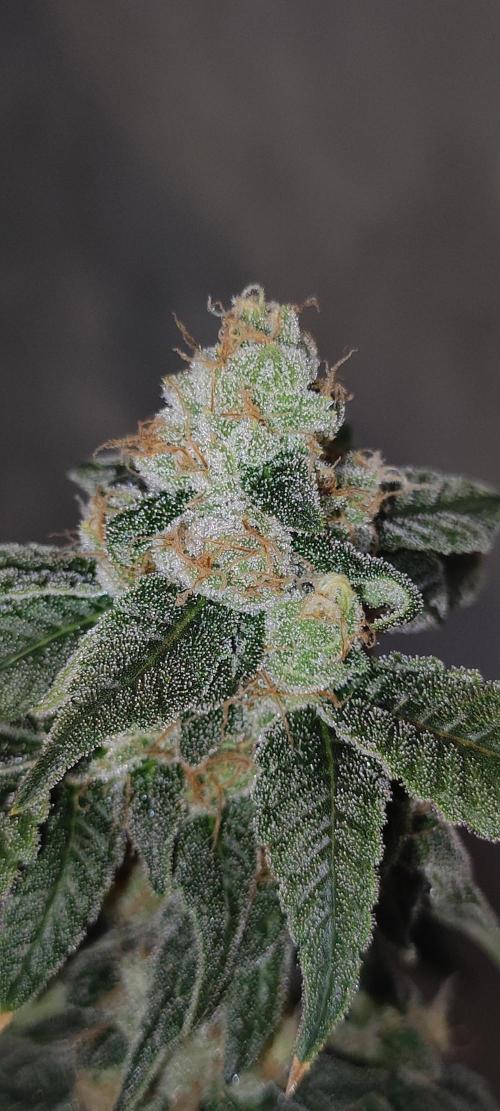 Strawberry Cough. Week 12