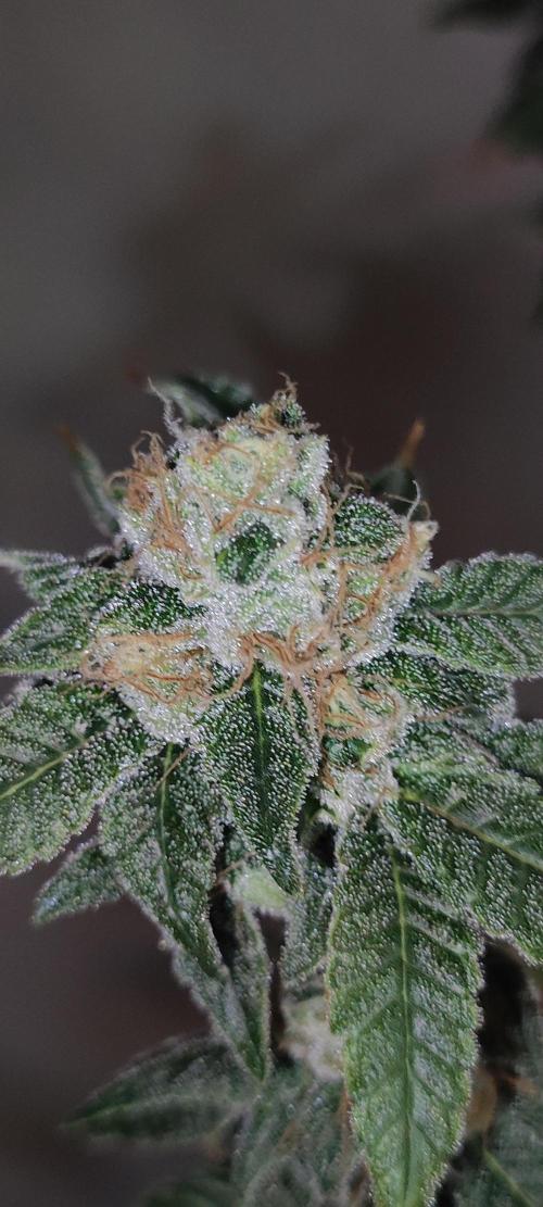 Strawberry Cough. Week 12