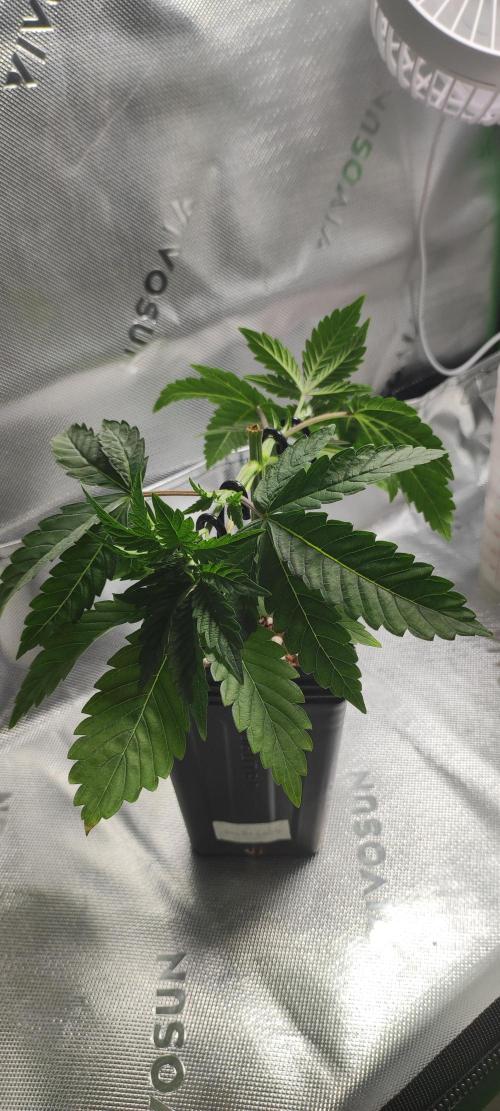 Gorilla Candy. Week 3