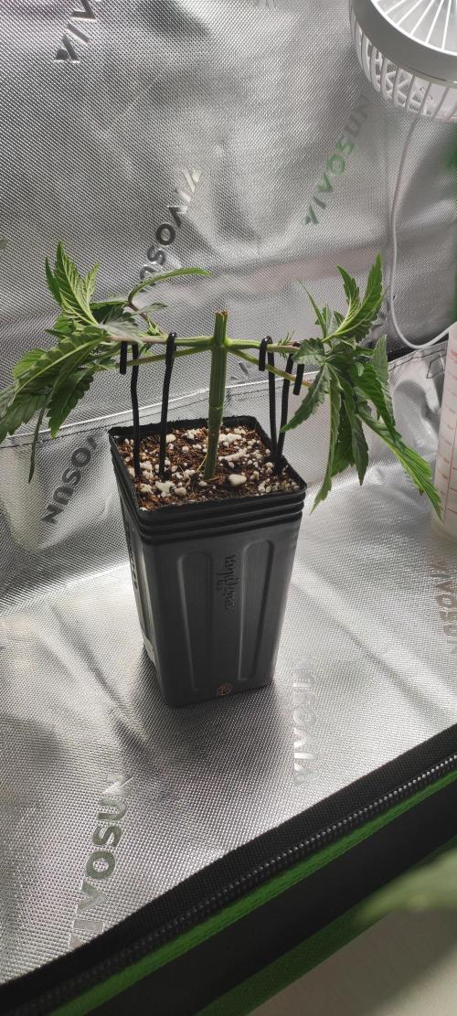 Gorilla Candy. Week 3