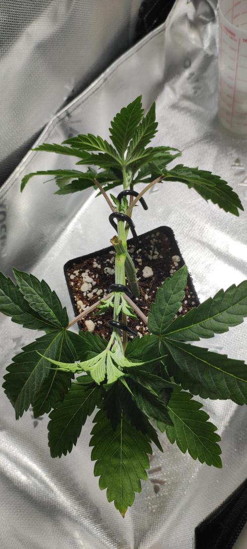 Gorilla Candy. Week 3