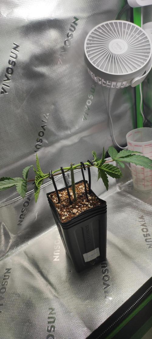Grape Pie. Week 3