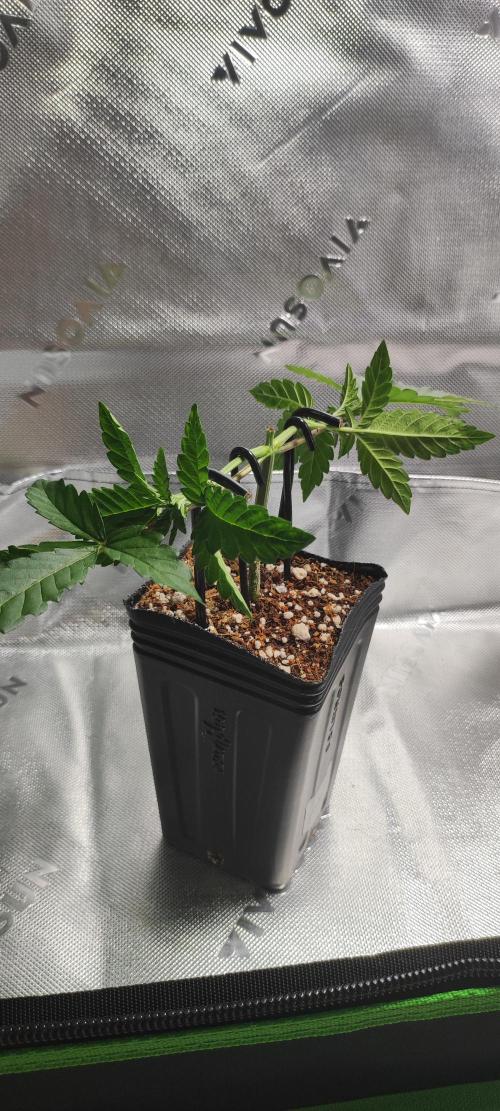 Grape Pie. Week 3