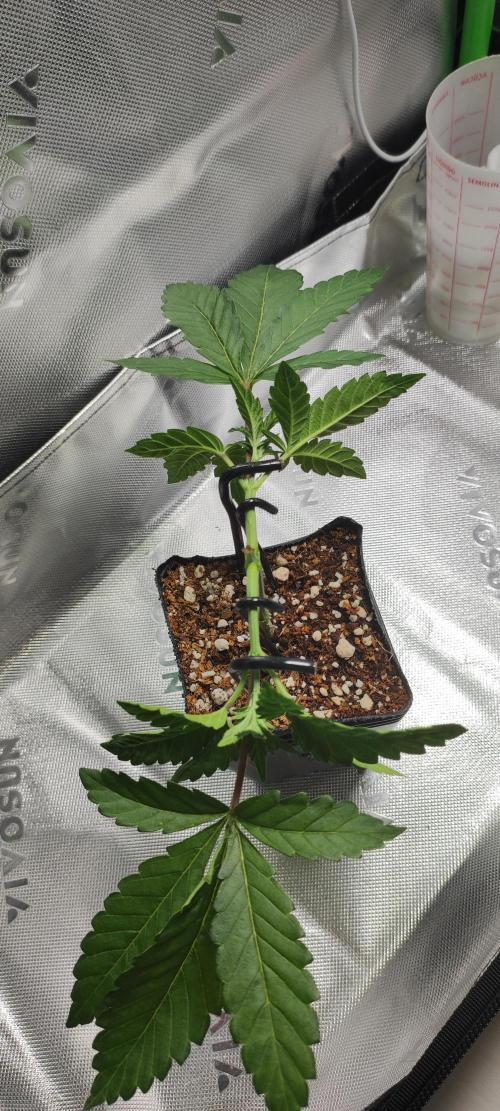 Grape Pie. Week 3