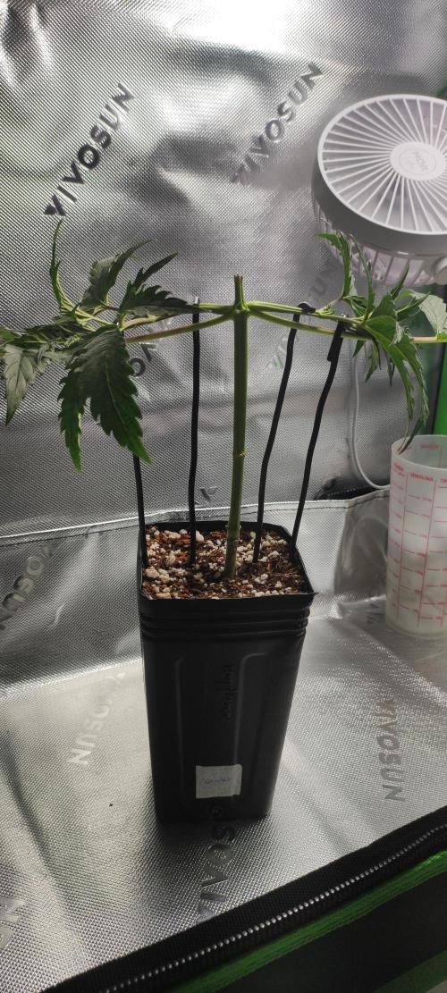 Sherbet. Week 3