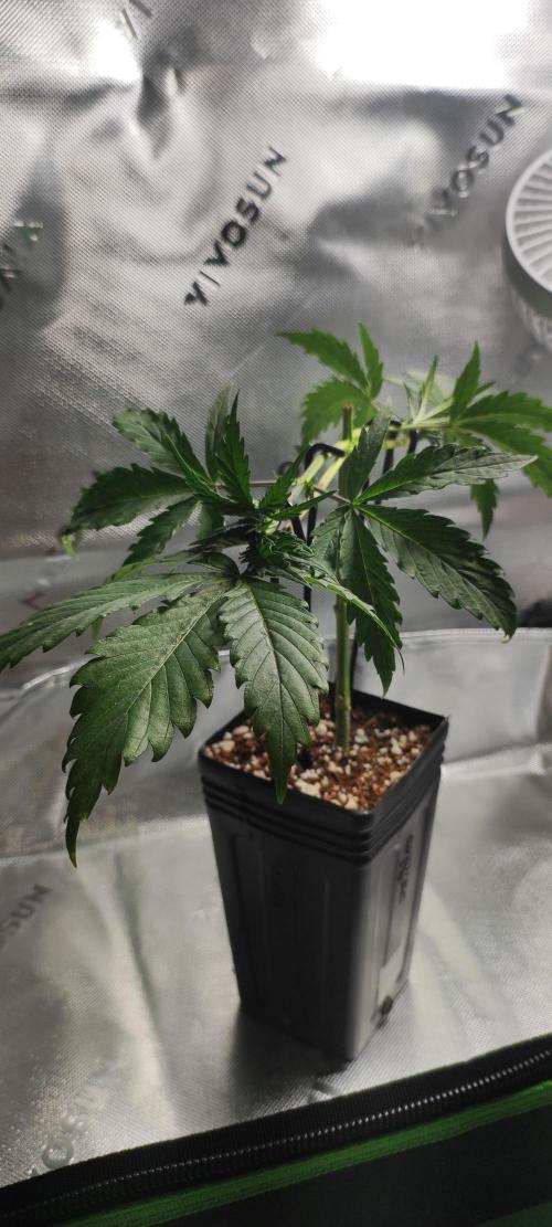 Sherbet. Week 3