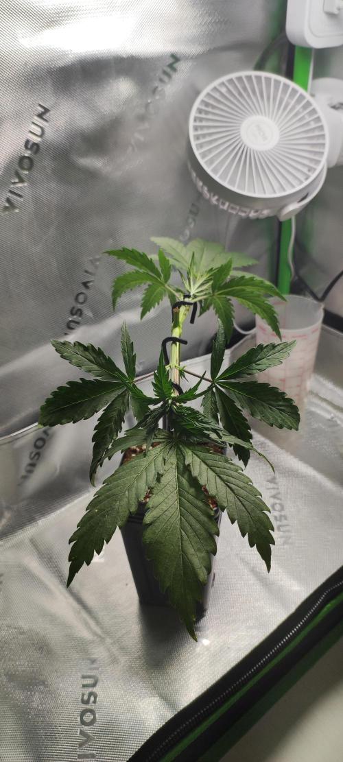 Sherbet. Week 3