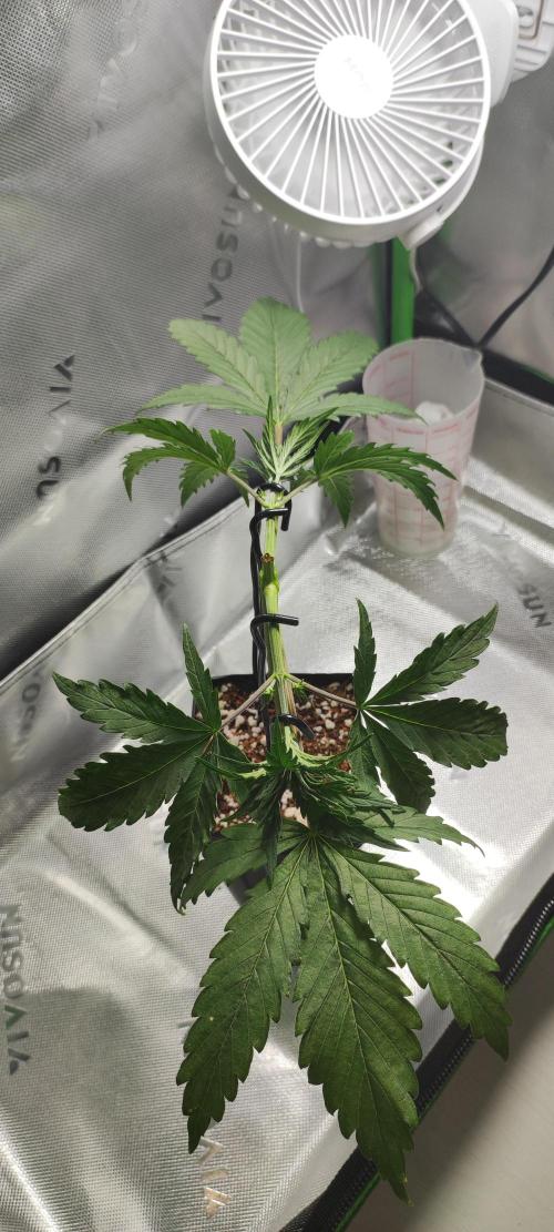 Sherbet. Week 3