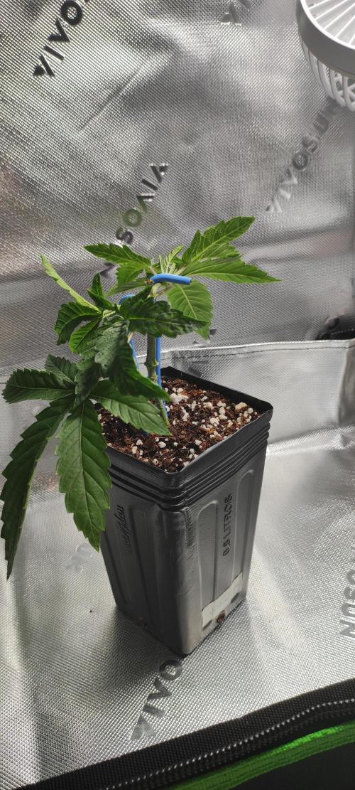 Wedding Cake. Week 3