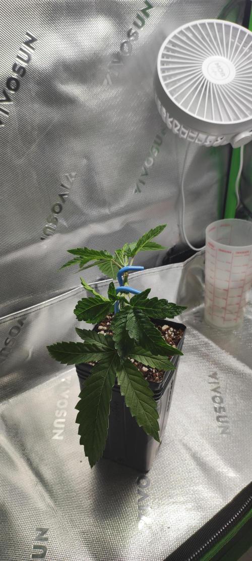 Wedding Cake. Week 3