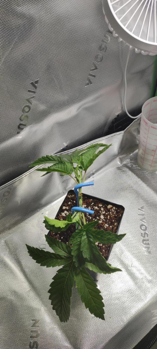 Wedding Cake. Week 3