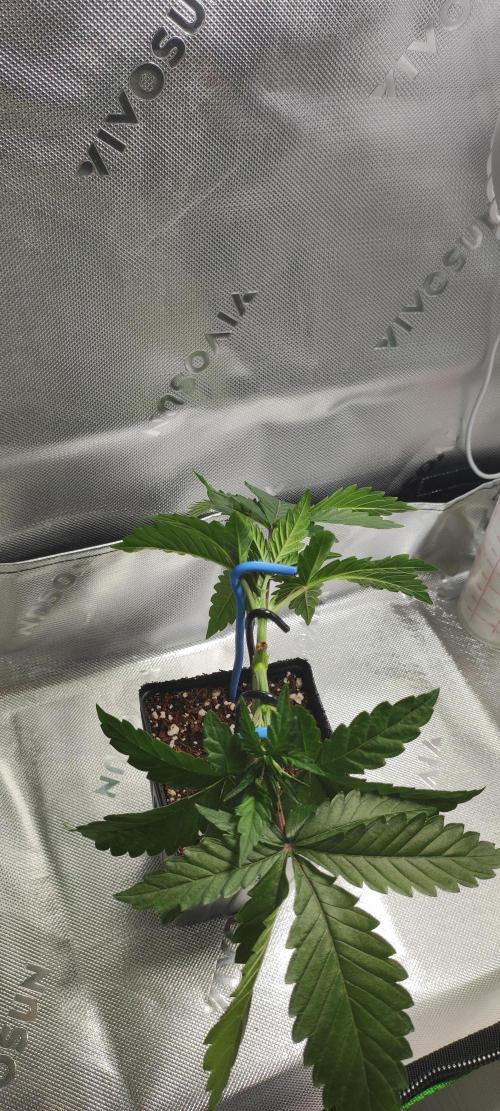 Georgia Pie. Week 3