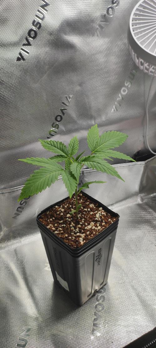 Skywalker Haze. Week 2