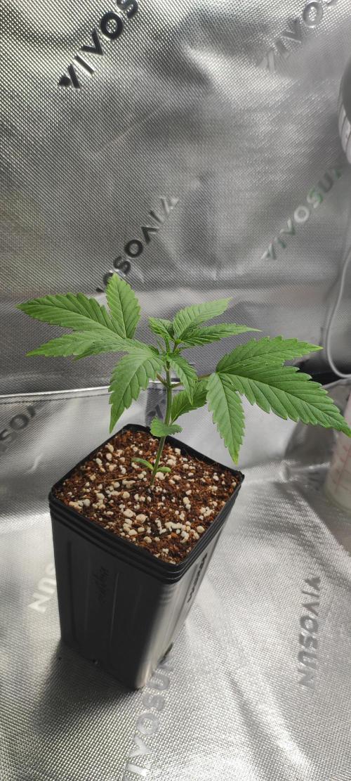 Skywalker Haze. Week 2