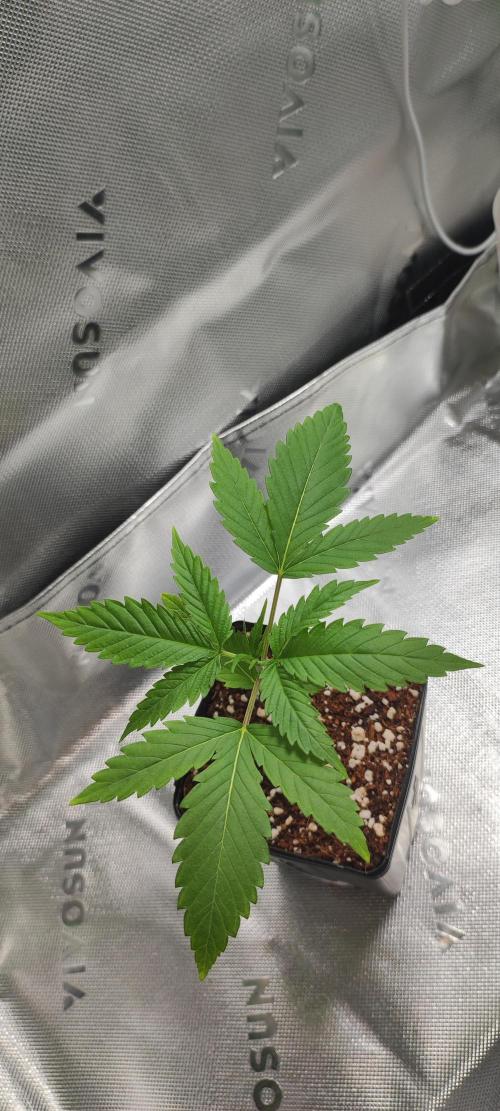 Skywalker Haze. Week 2