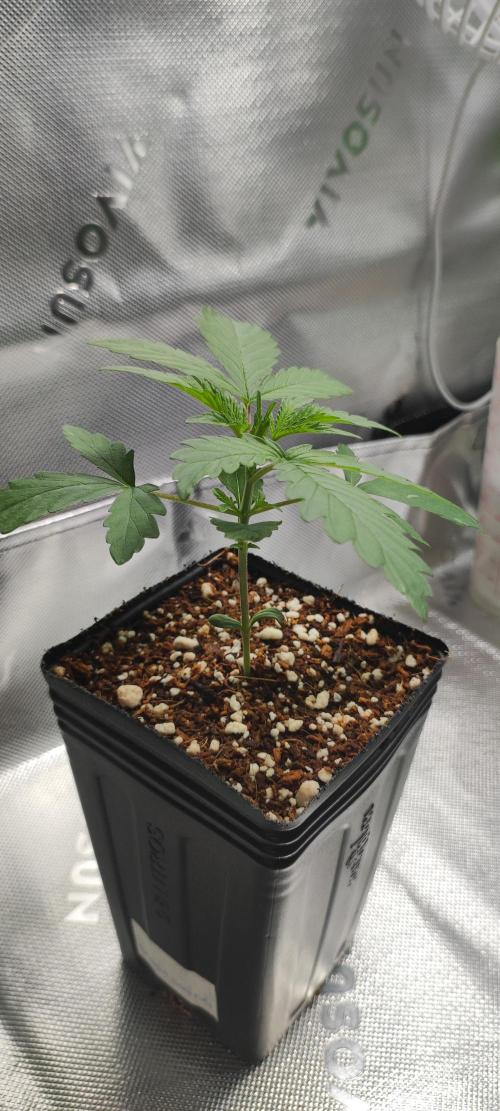 Grateful End OG. Week 2