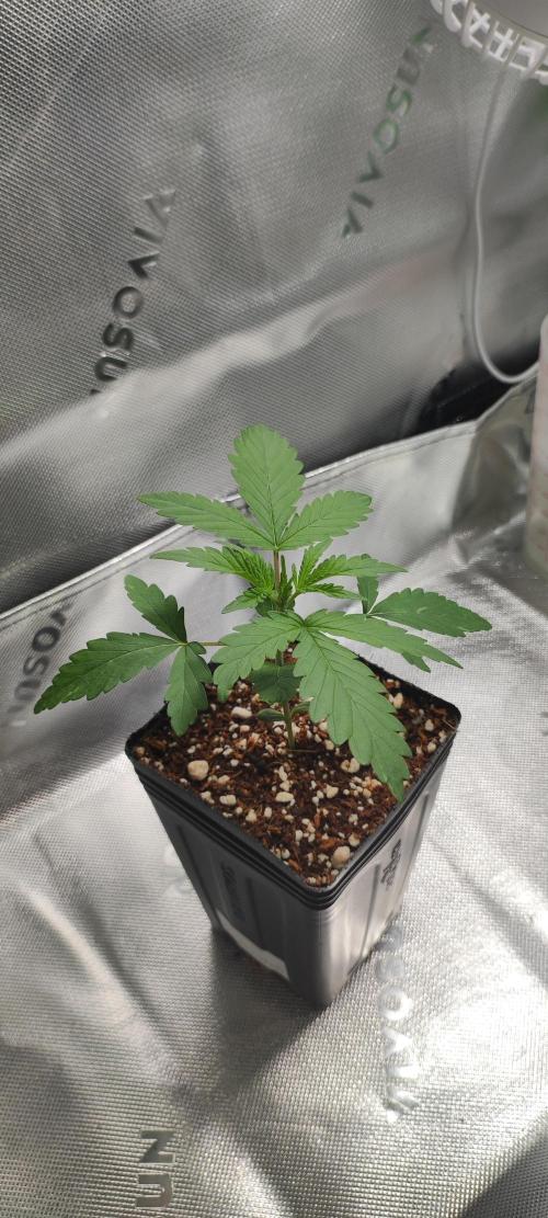 Grateful End OG. Week 2