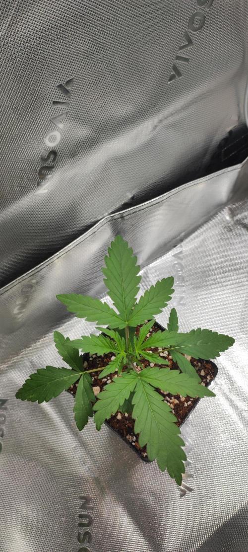 Grateful end OG. Week 2