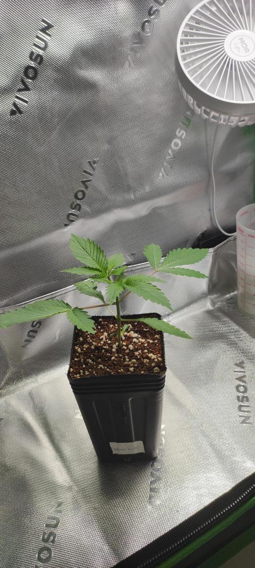 Blue Zushi. Week 2
