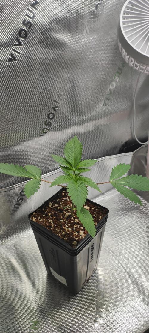 Blue Zushi. Week 2
