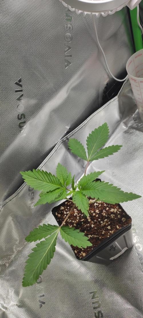 Blue Zushi. Week 2